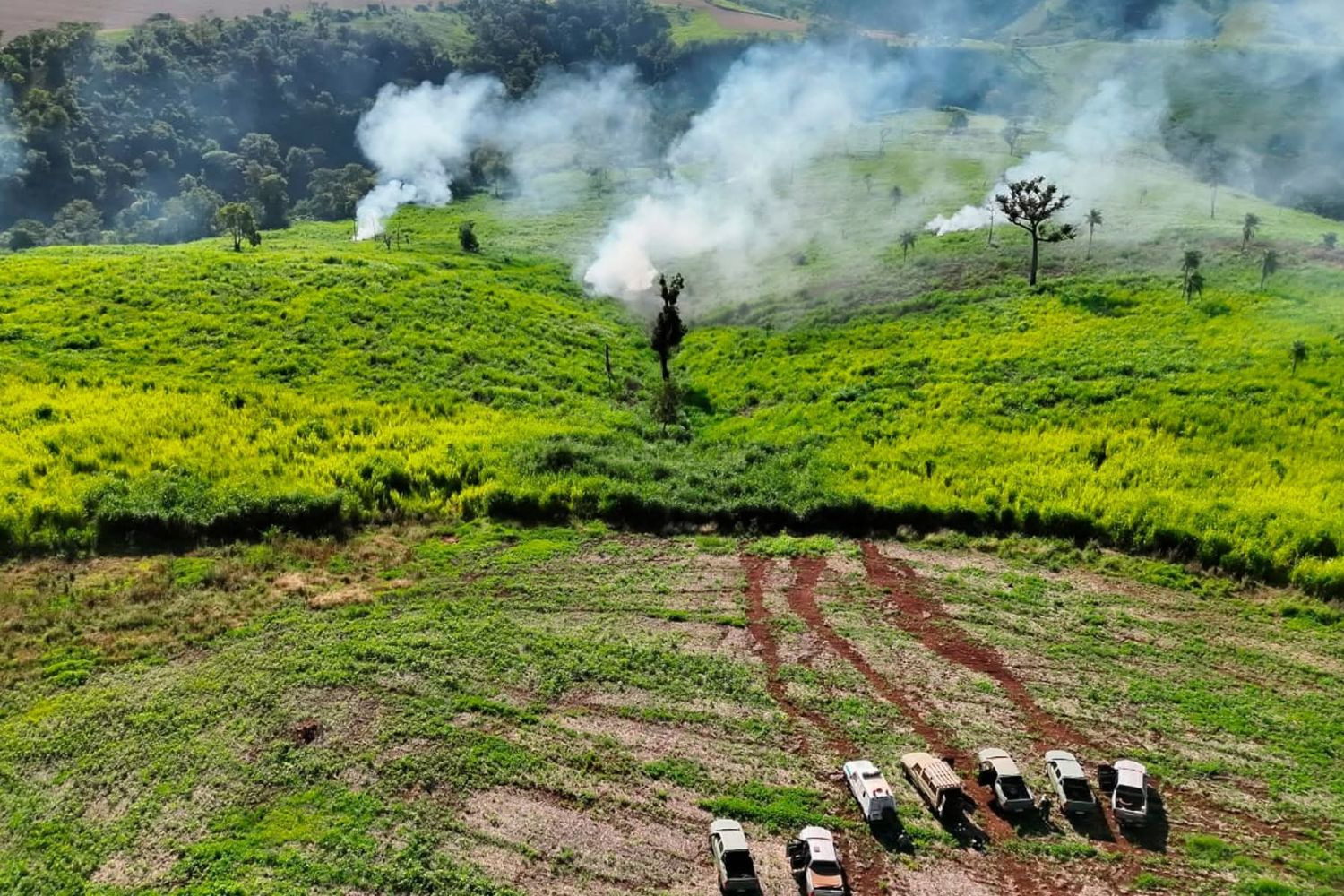 Destruyen centro de acopio de marihuana y desmantelan campamentos en Pedro Juan