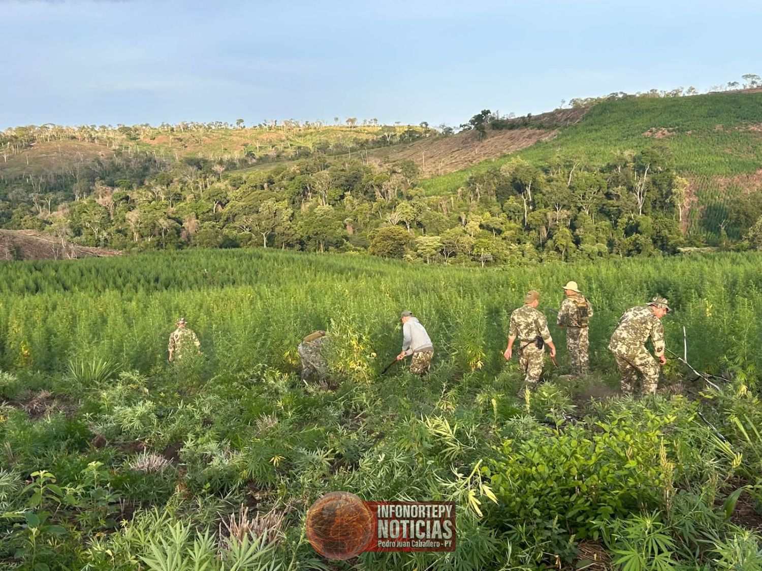 Operativo “Escudo Guaraní”: erradican 33 hectáreas de marihuana y ocho campamentos en Bella Vista