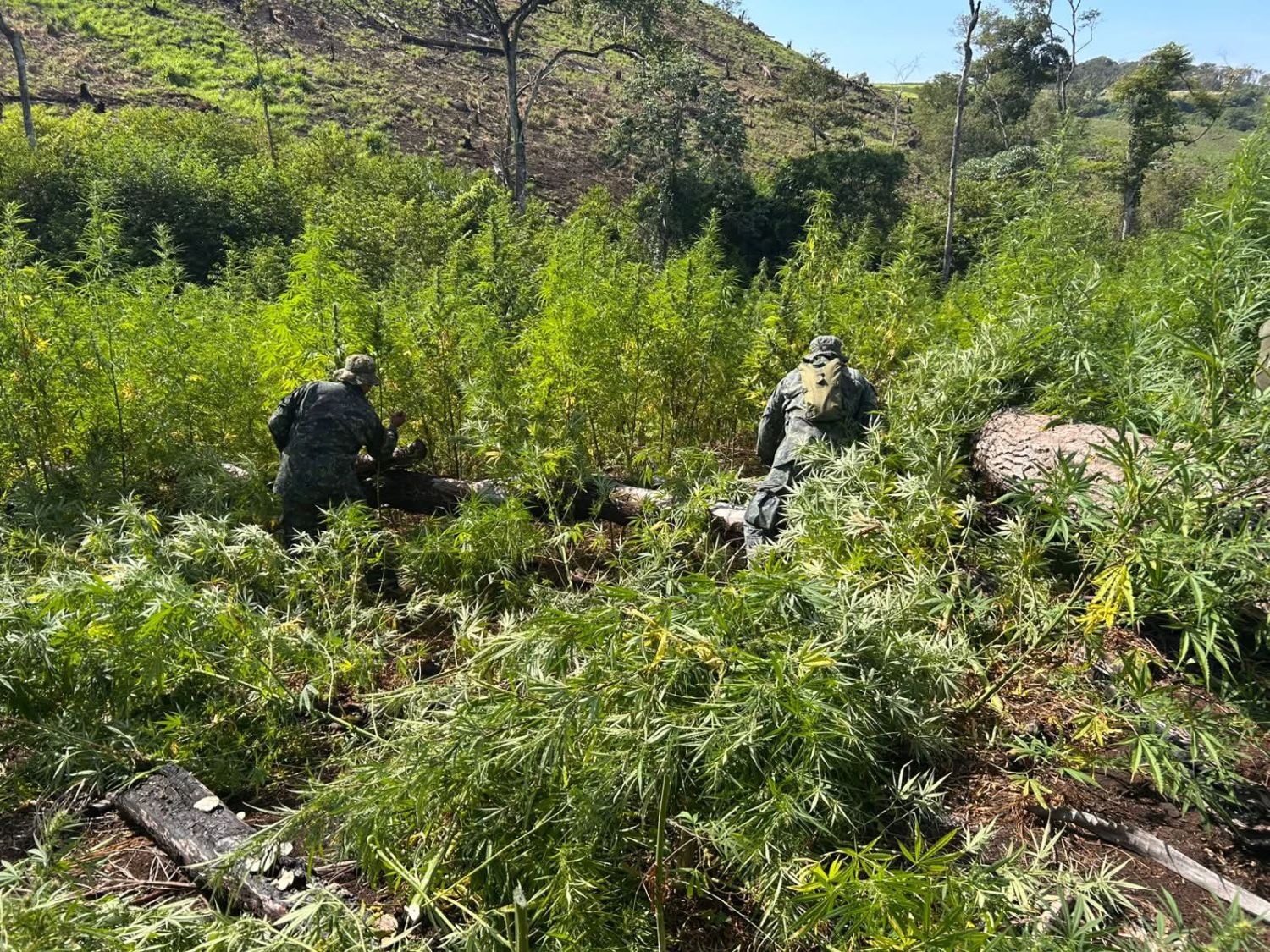 Destruyen 45 hectáreas de marihuana en Pedro Juan