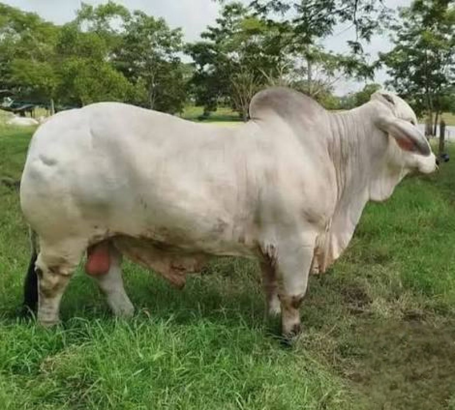Abigeato en Bella Vista Norte: roban un toro del predio de una vivienda