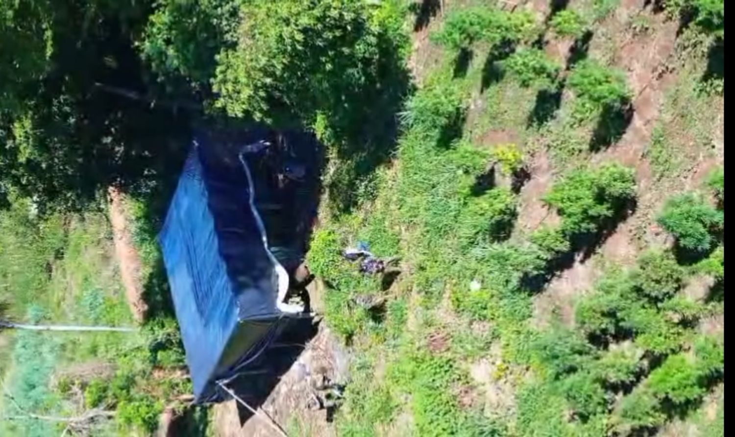 Operativo SUMAR: destruyen 10 hectáreas de marihuana tipo skunk en Capitán Bado